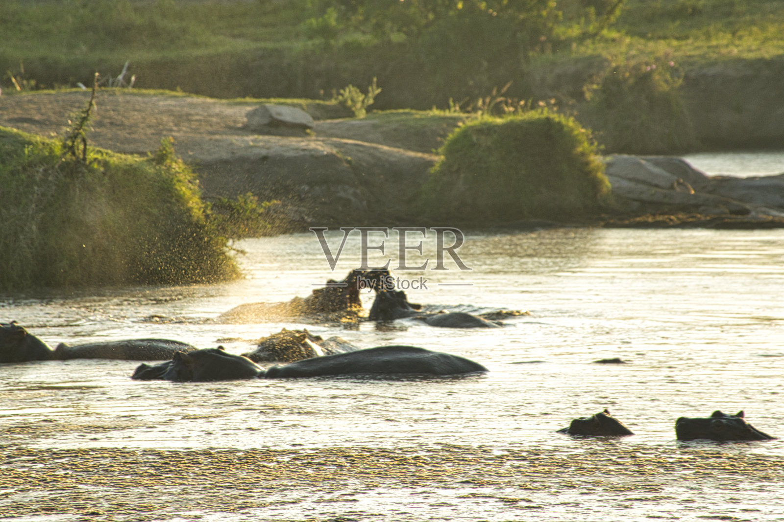 在肯尼亚的安博塞里国家公园水中养着河马照片摄影图片
