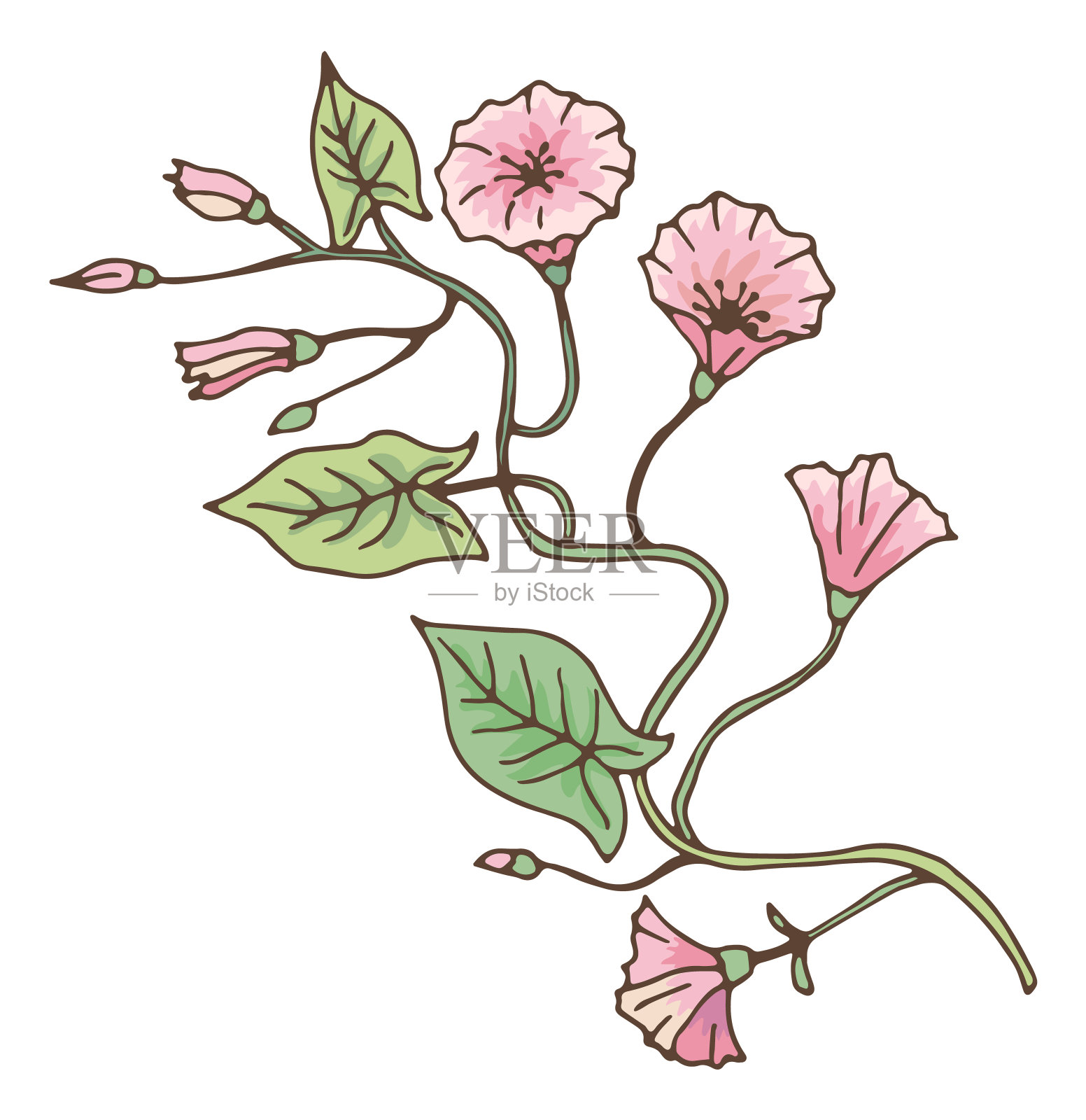 旋花类的分支。牵牛花的花。旋花植物植物插画图片素材