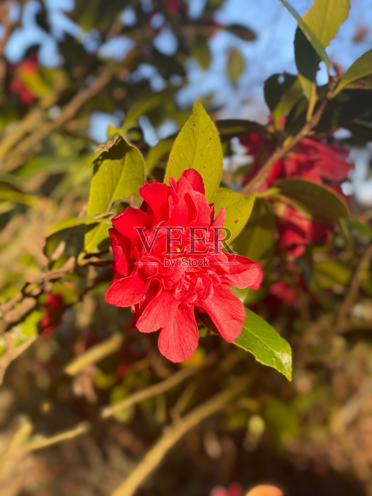 红玫瑰花朵照片摄影图片