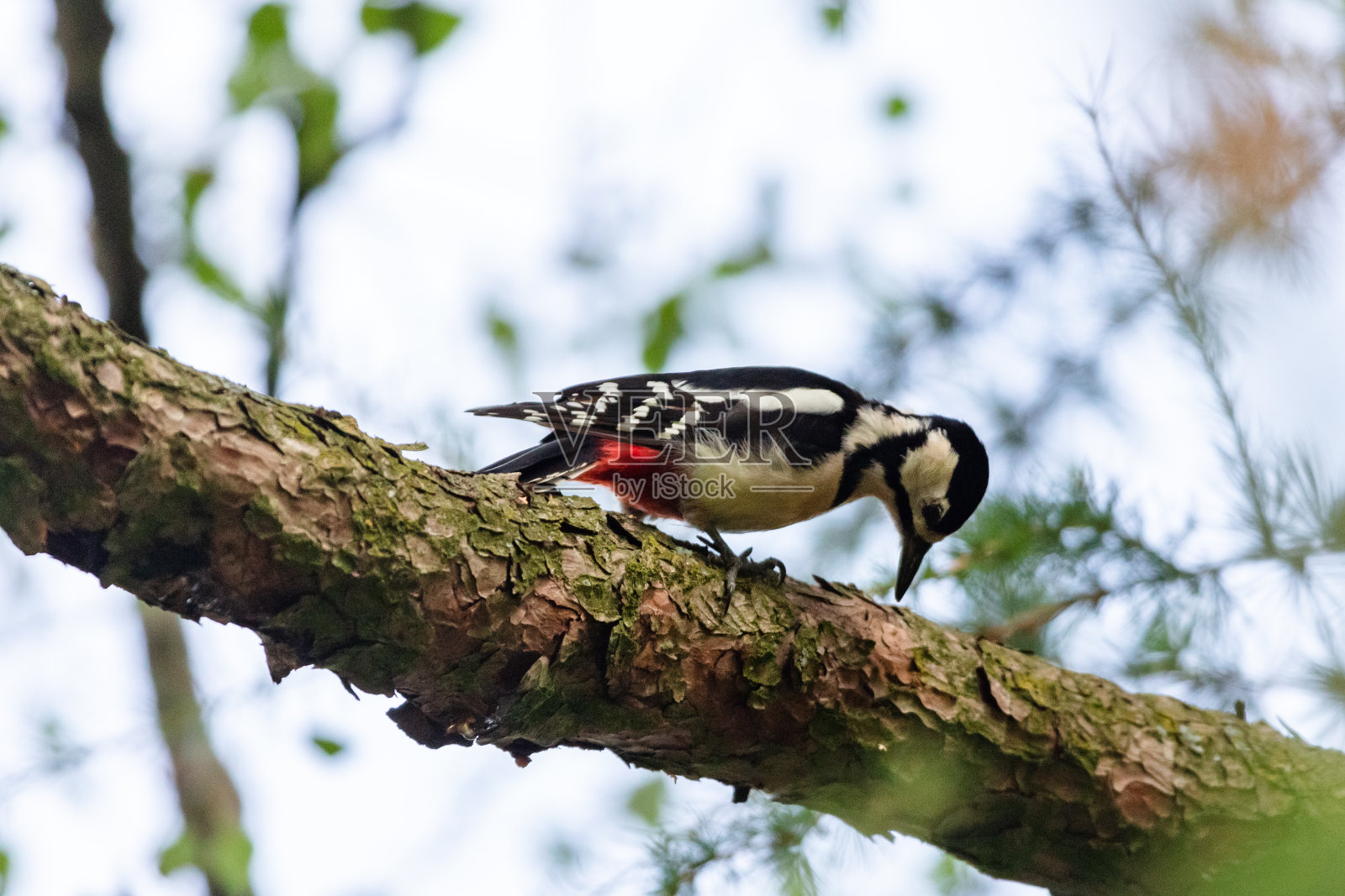 啄木鸟照片摄影图片