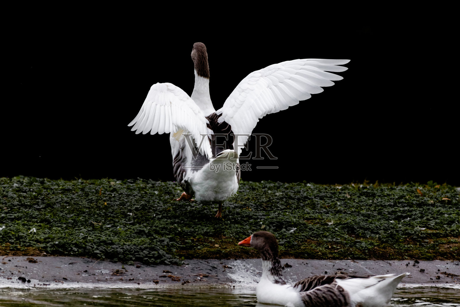 鸭子照片摄影图片