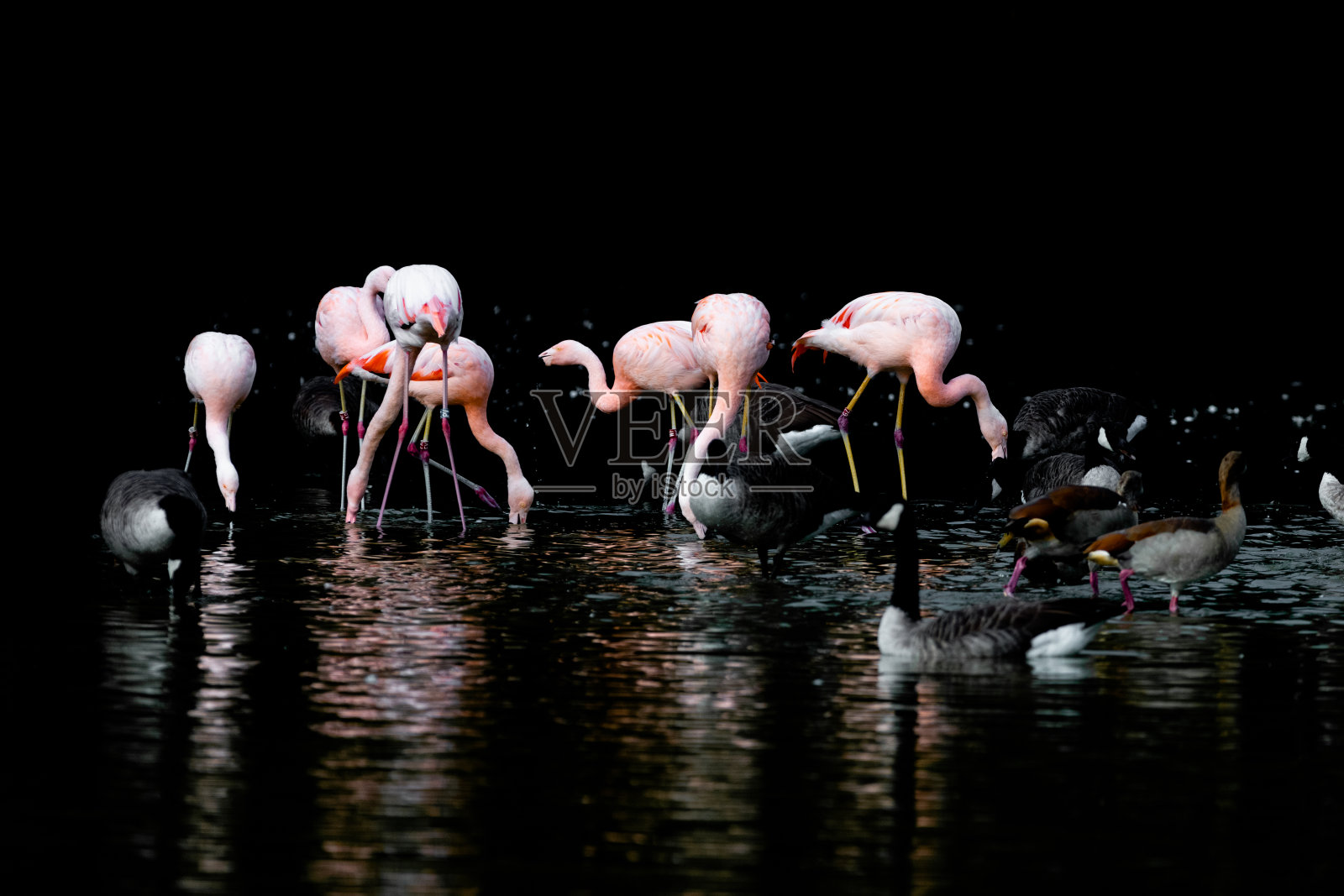 火烈鸟照片摄影图片