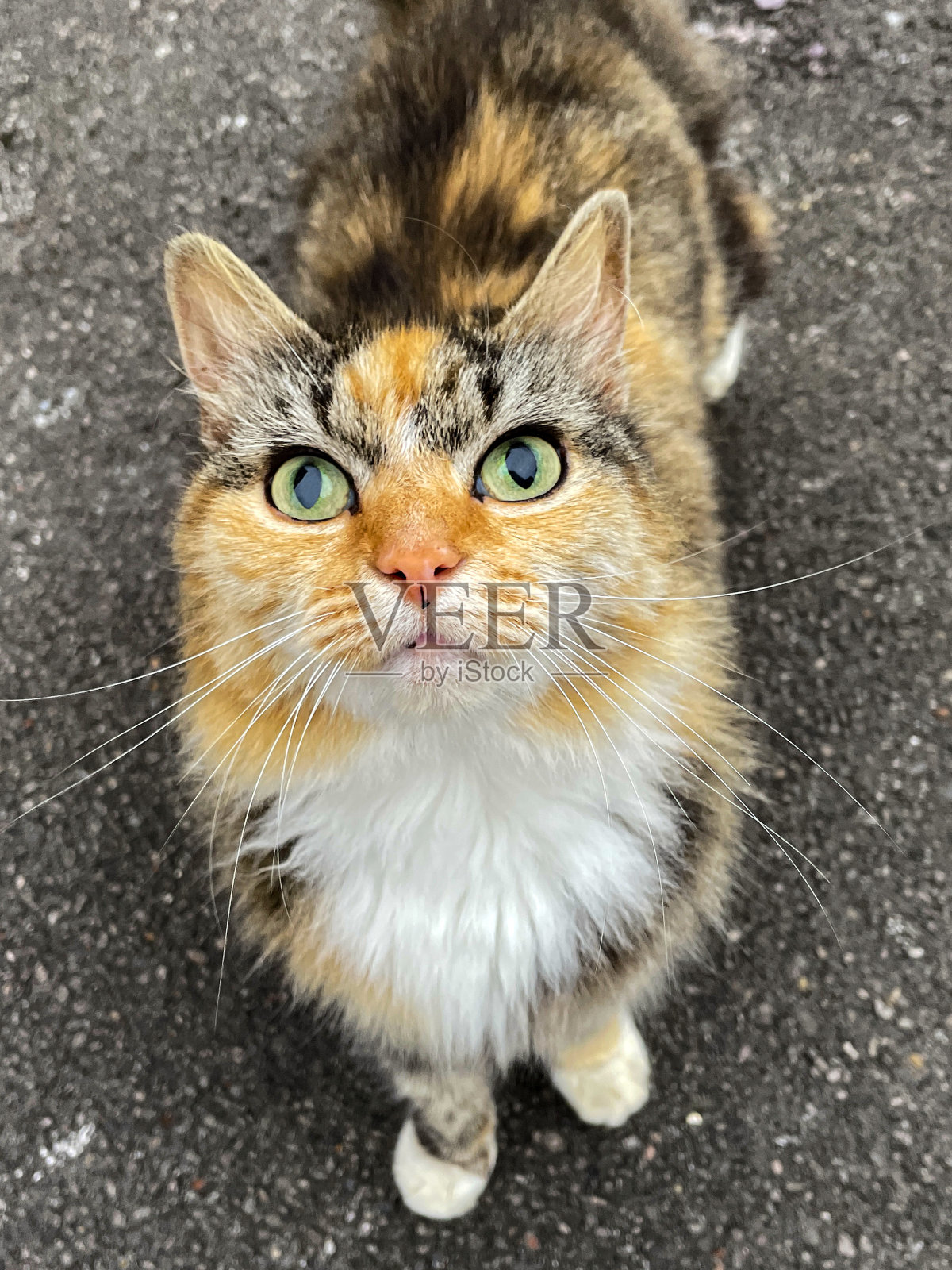 家猫(Felis catus)站在柏油路面上的特写图像，白花猫抬头看着摄像机，高架视图照片摄影图片