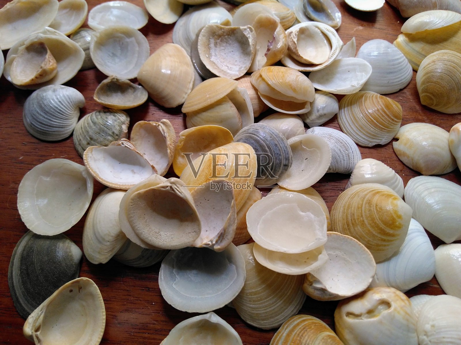 海贝照片摄影图片