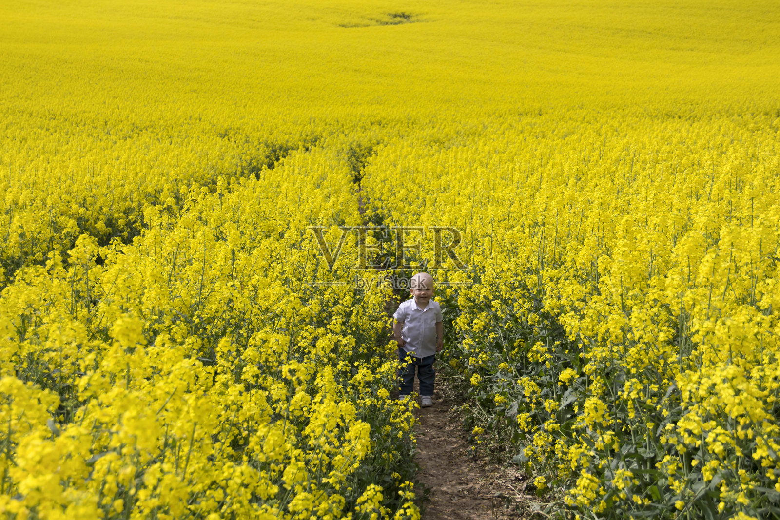 一个穿着牛仔裤和白衬衫的秃顶小男孩在春天的新鲜空气中走在油菜籽盛开的田野里。照片摄影图片