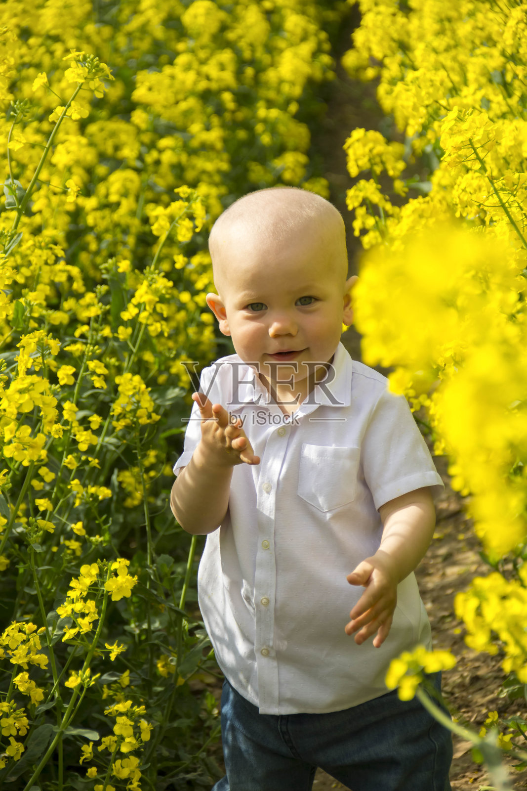 一个穿着牛仔裤和白衬衫的秃顶小男孩在春天的新鲜空气中走在油菜籽盛开的田野里。照片摄影图片