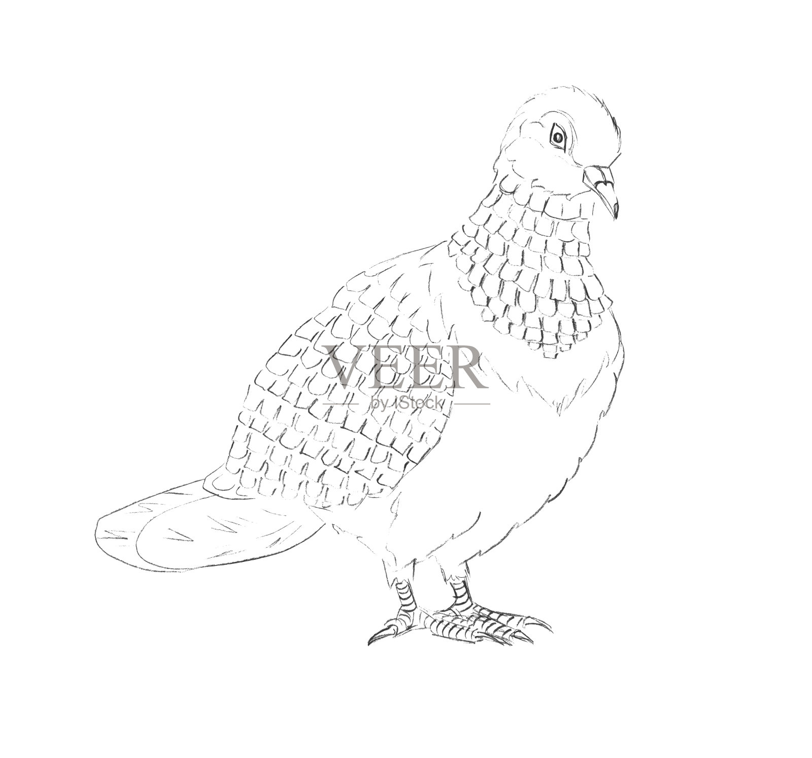 白纸上一只鸽子坐在树枝上的铅笔素描。极简主义风格的精美写意绘画。单色创作矢量艺术背景。手绘黑白插图。插画图片素材