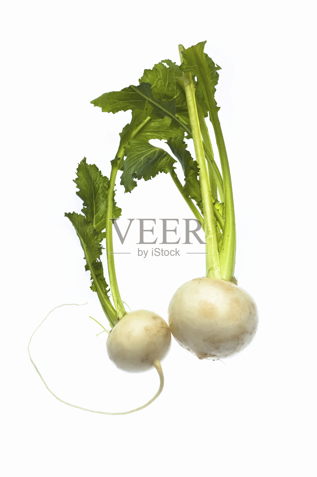 苏祖纳（萝卜）照片摄影图片