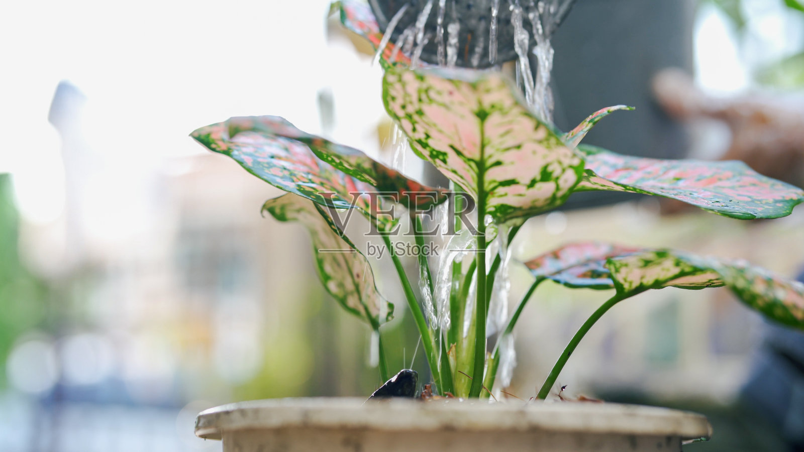 老太太在家种花。照片摄影图片