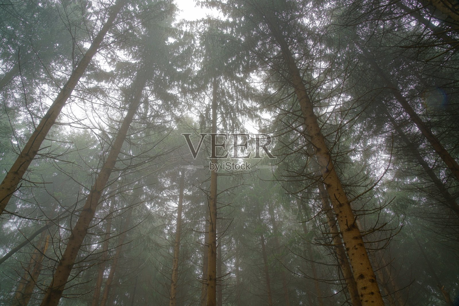 早春的早晨，针叶林在雾中变得朦胧照片摄影图片