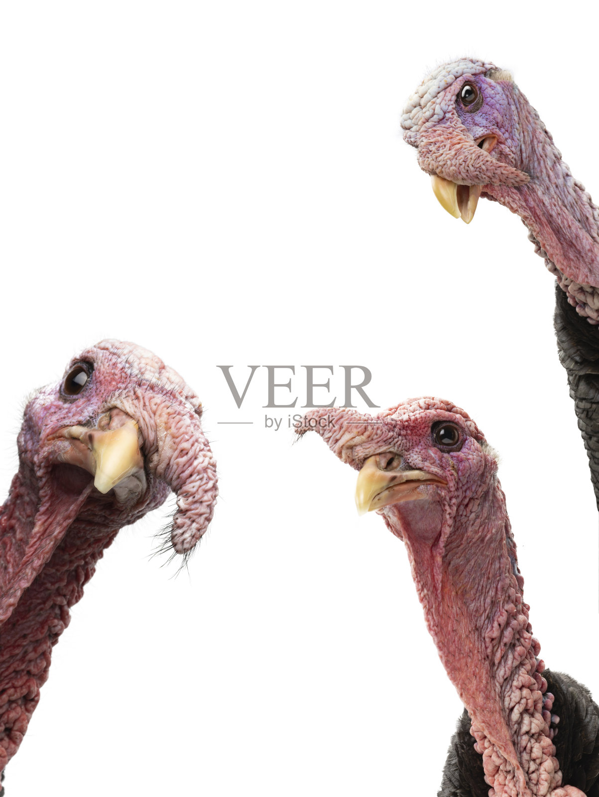 白色背景上孤立的火鸡肖像照片摄影图片