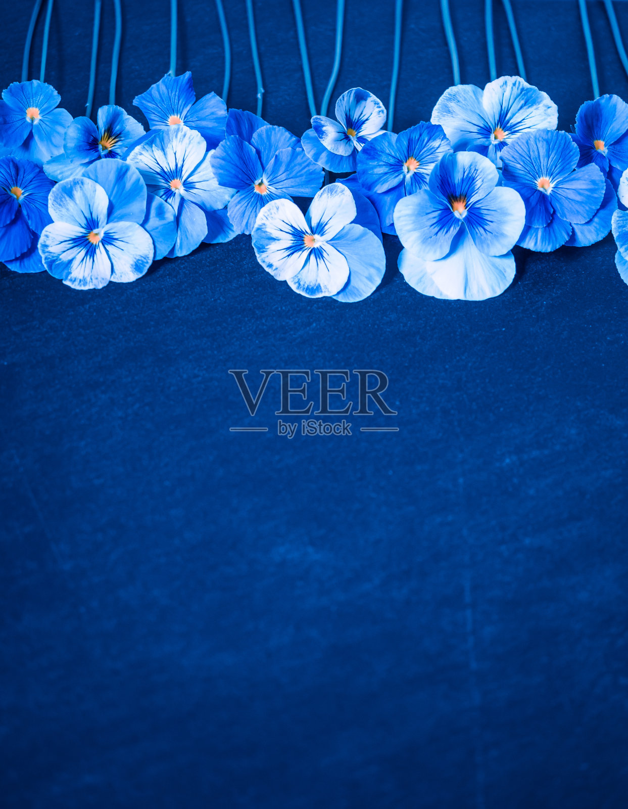 三色堇蓝色花在海军蓝的背景。本空间照片摄影图片