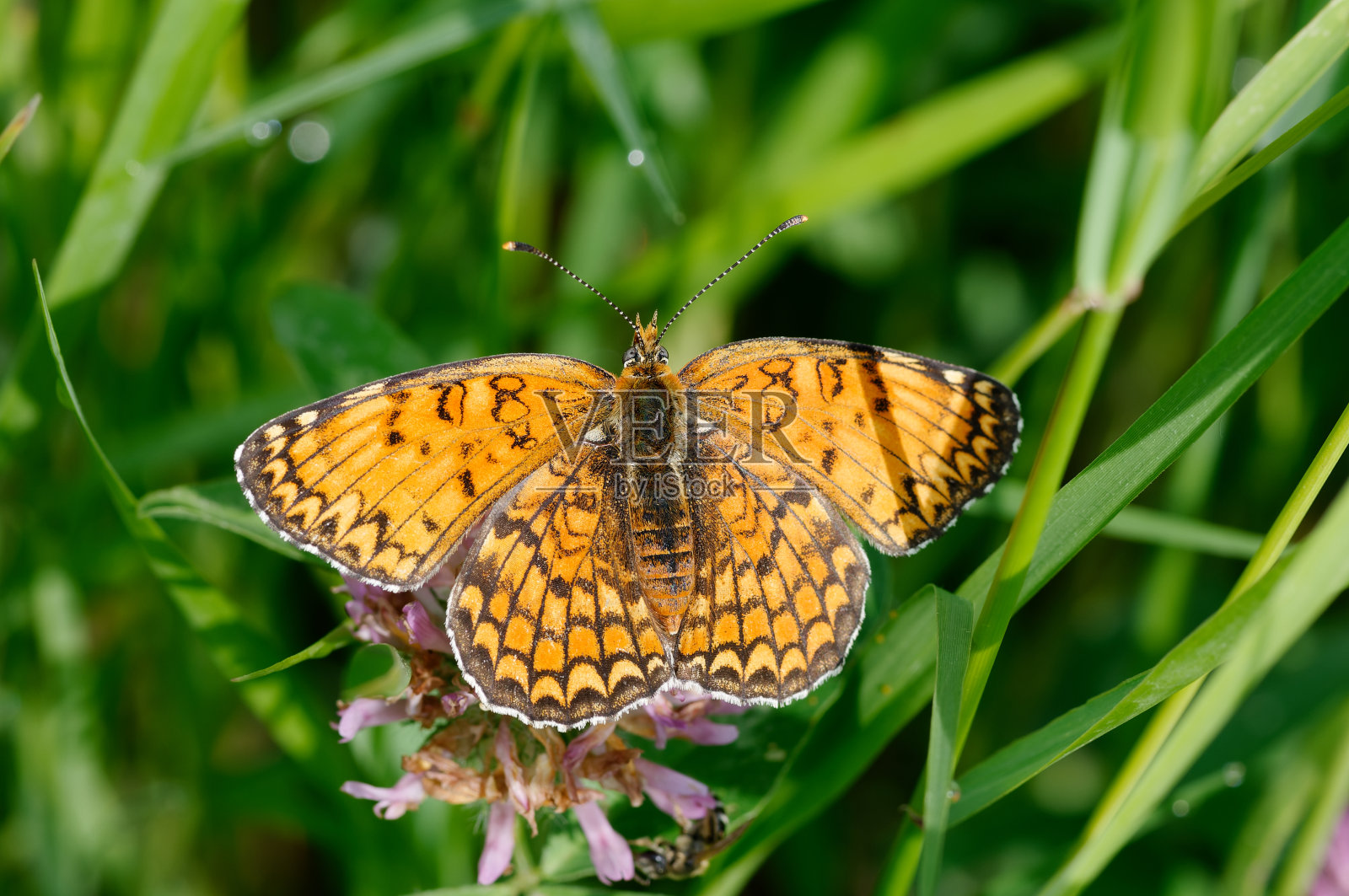 斑点贝母或红带贝母照片摄影图片