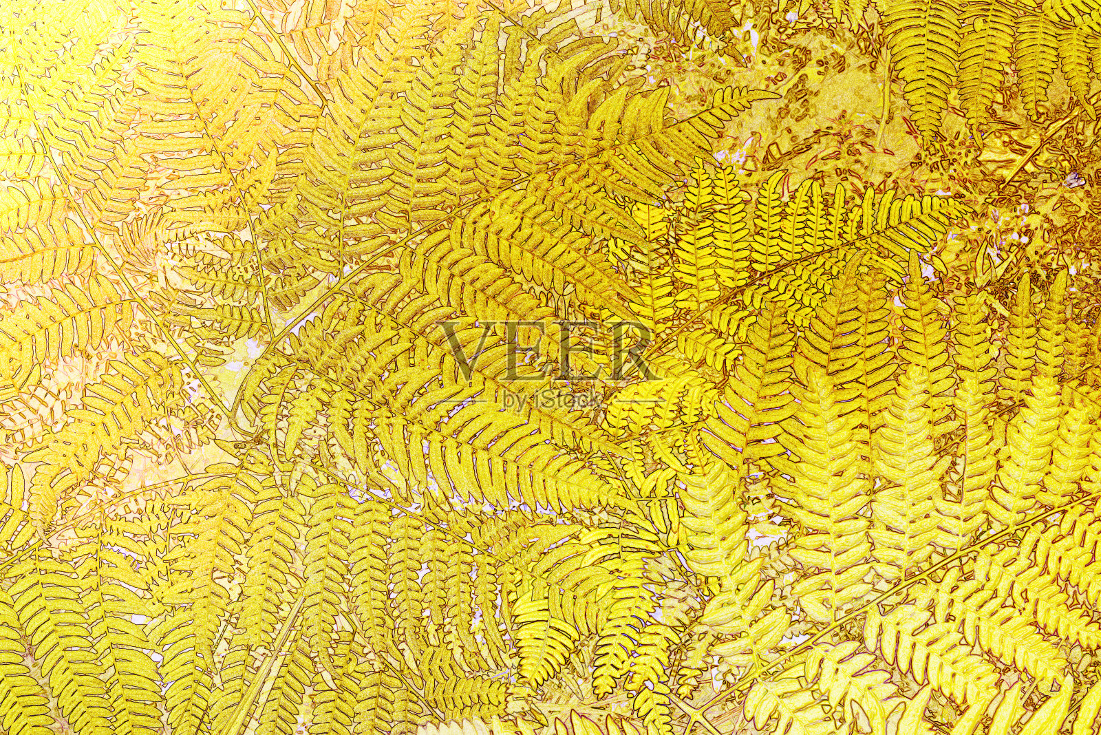 森林里的蕨叶照片摄影图片