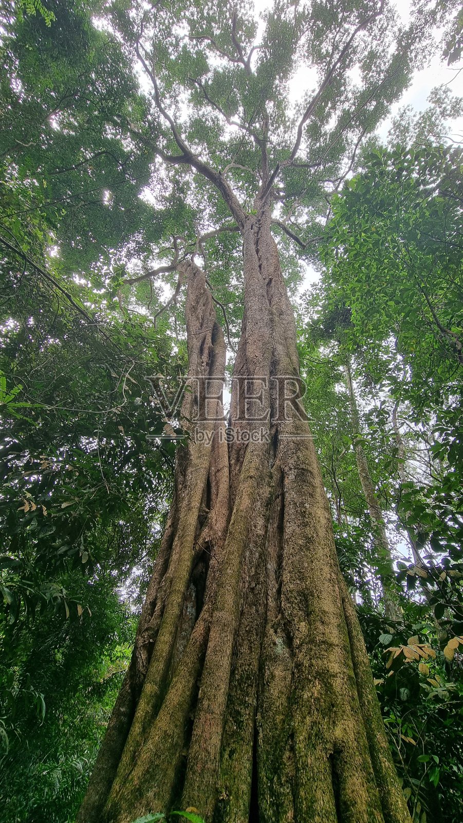 热带森林中成熟的热带树，向上看树冠照片摄影图片