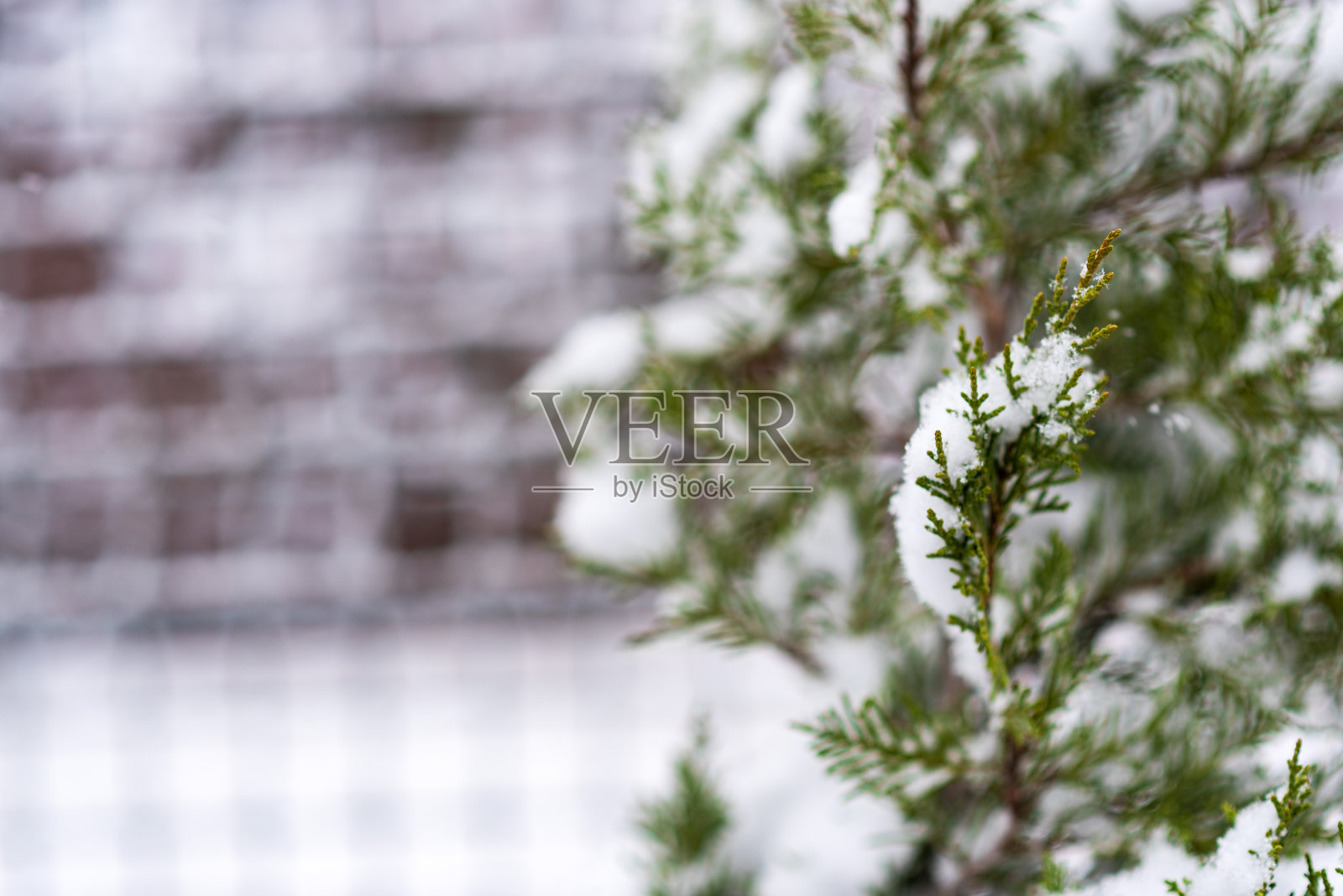 第一场雪降落在建筑的花园里照片摄影图片