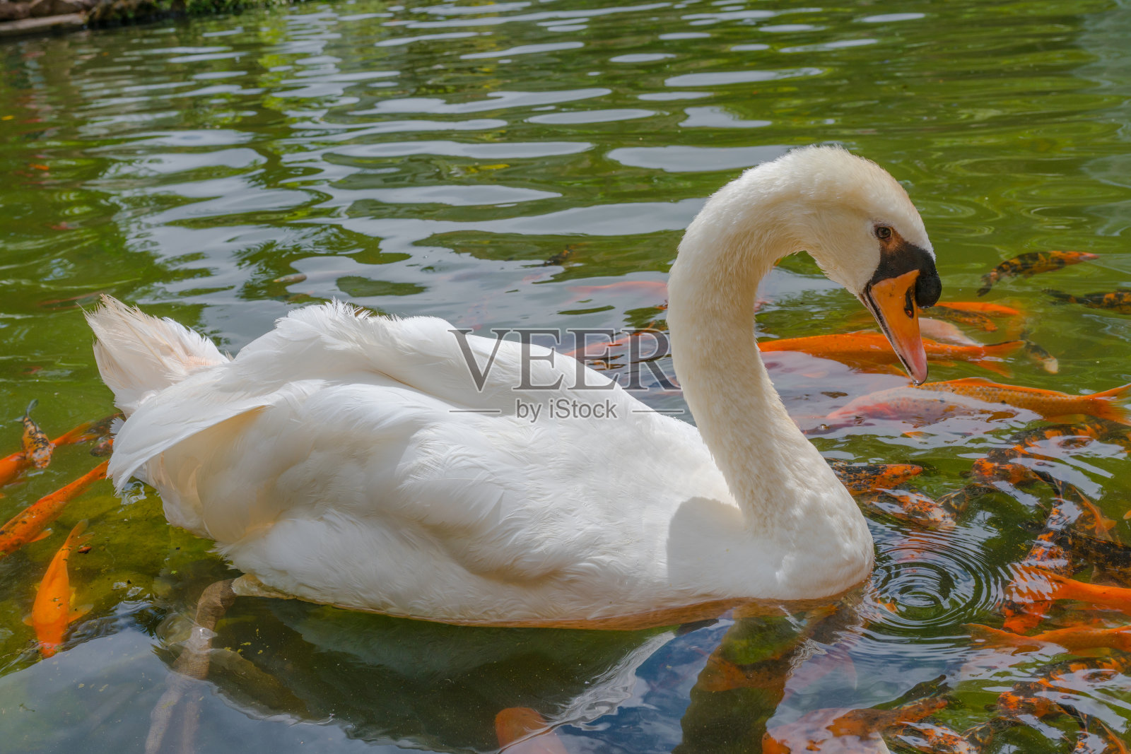 天鹅照片摄影图片