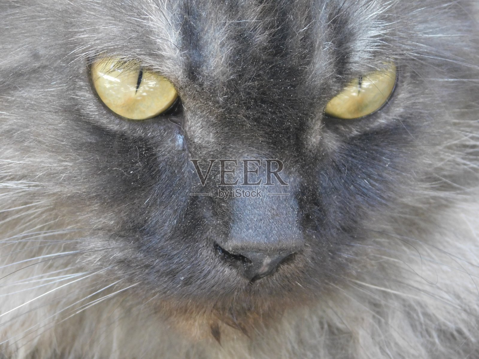 灰猫，注意黄色的眼睛照片摄影图片