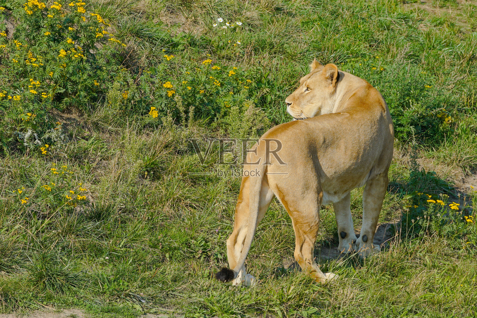 母狮照片摄影图片