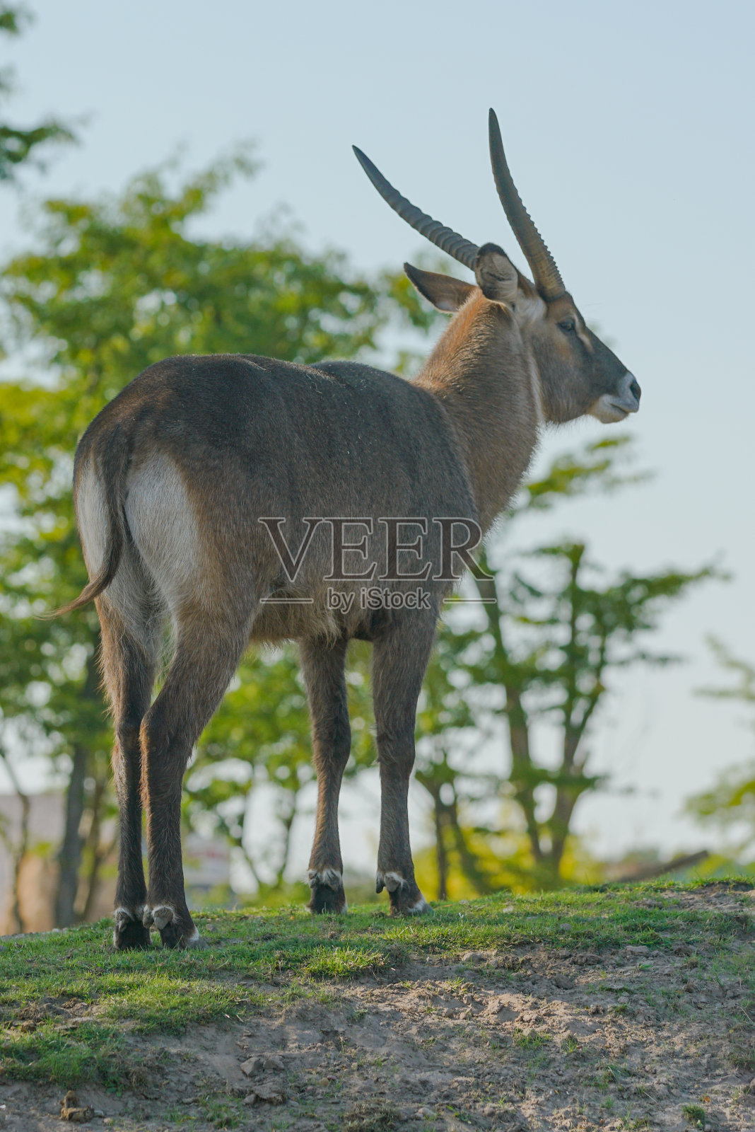 羚羊照片摄影图片