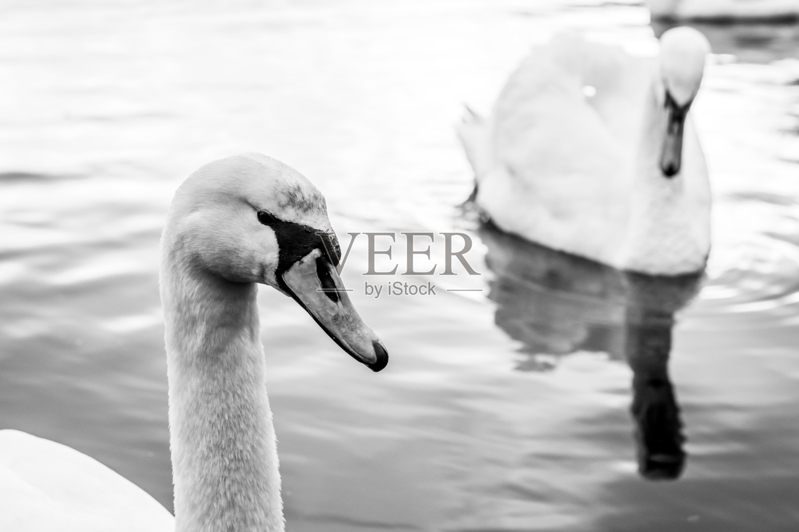 湖中的天鹅照片摄影图片