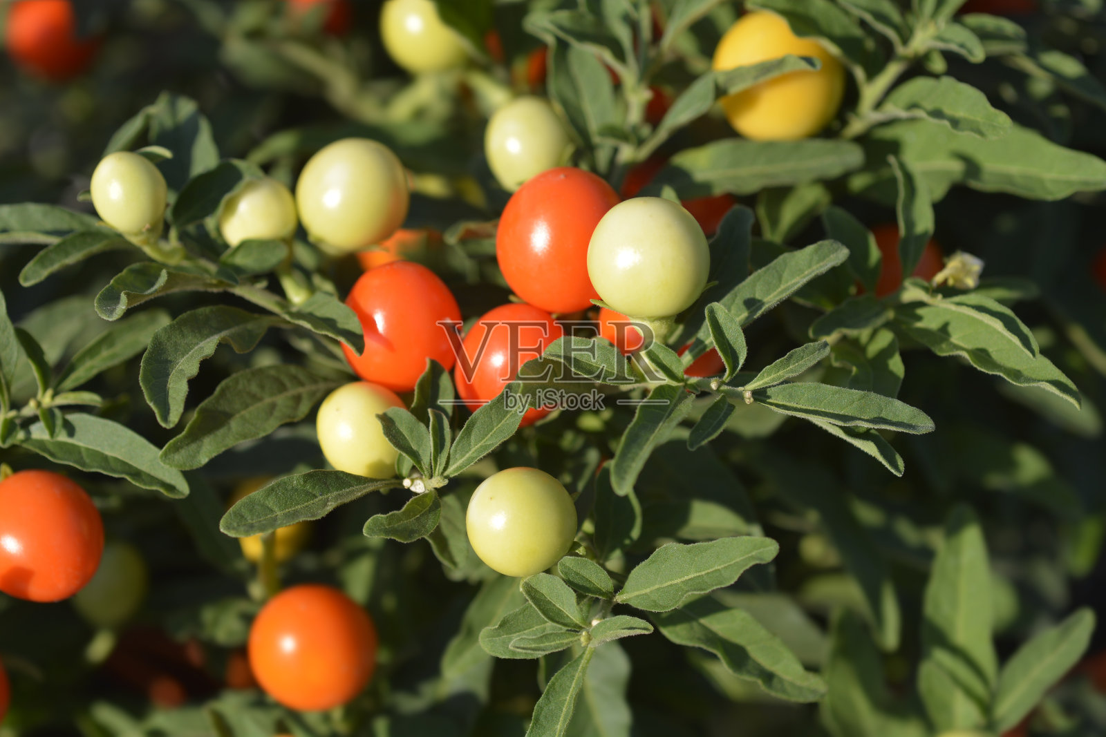 假耶路撒冷樱桃照片摄影图片