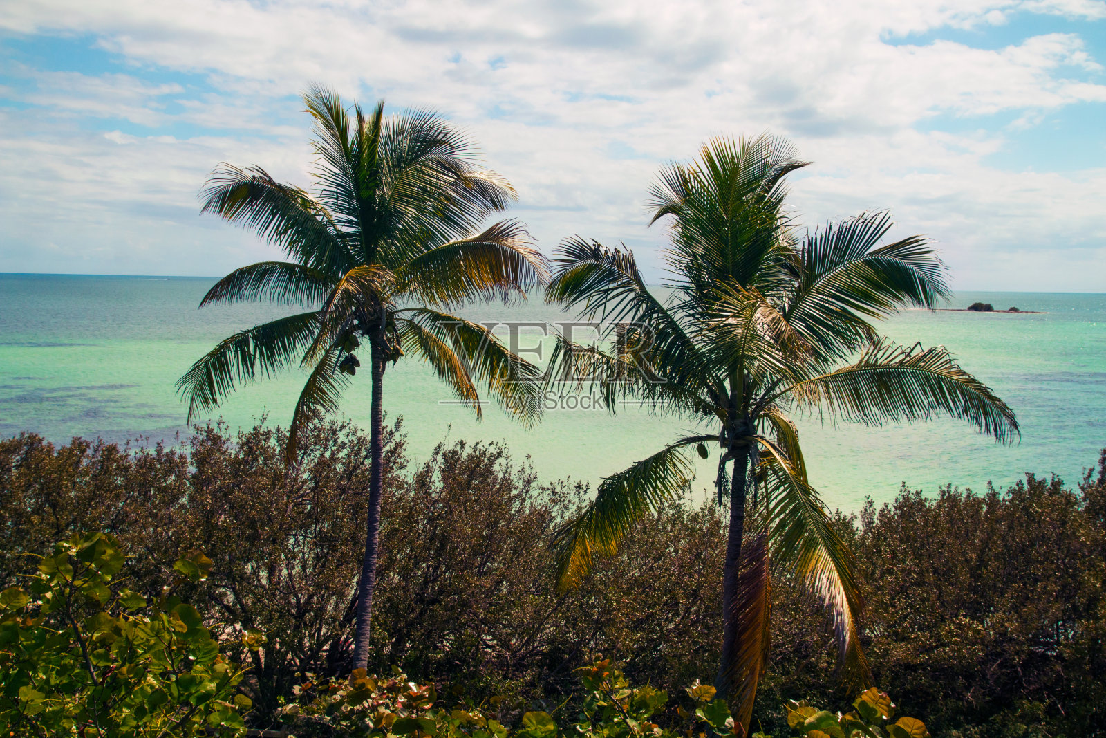 美国门罗县佛罗里达群岛的巴伊亚本田州立公园，背景是蓝绿色珊瑚海岸上的两棵棕榈树和海葡萄树照片摄影图片