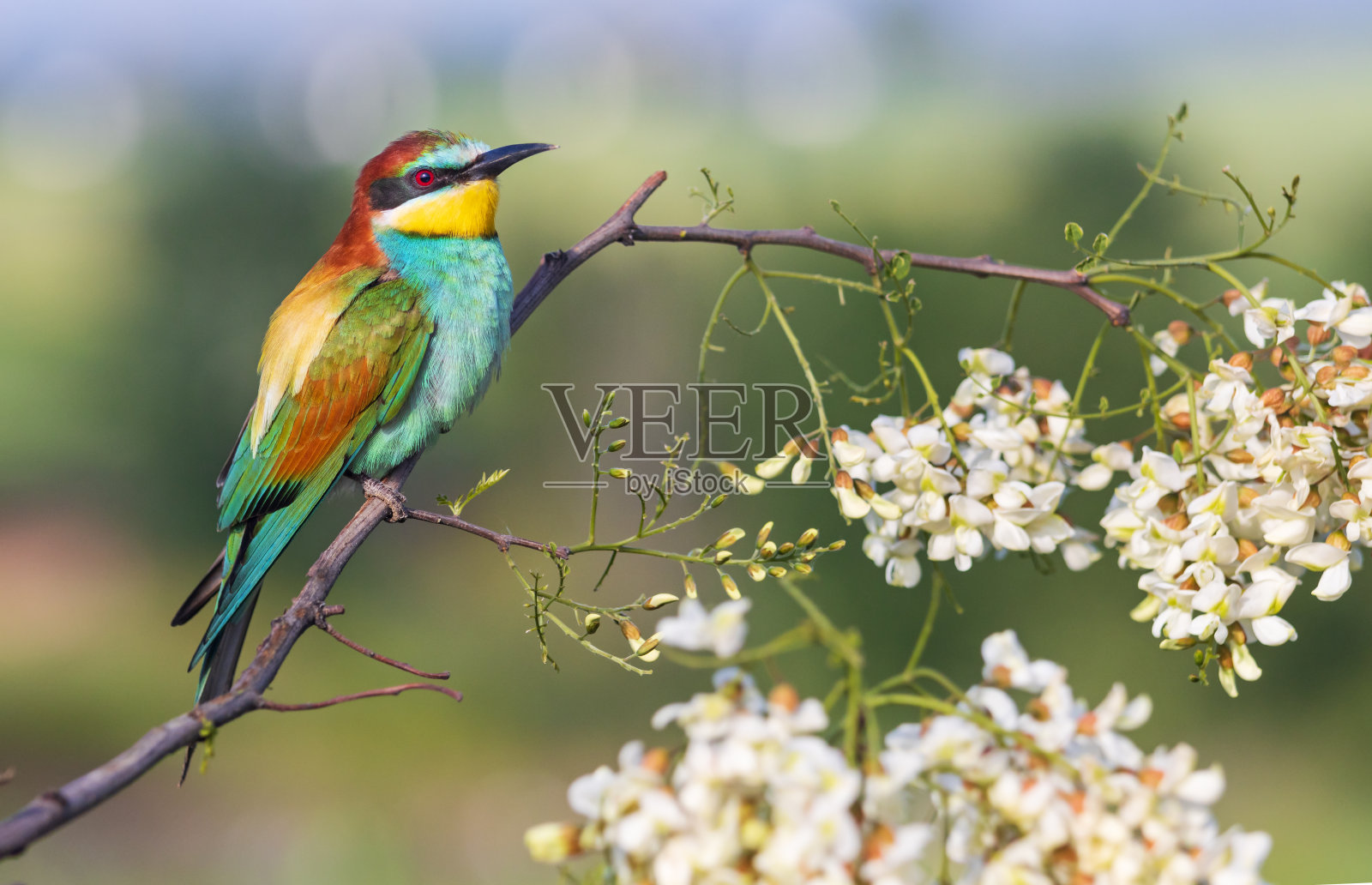 春天五颜六色的鸟栖息在开花的树枝上照片摄影图片