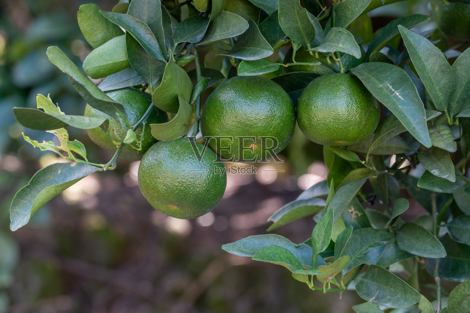 橘子树上有一些未成熟的绿橘子照片摄影图片