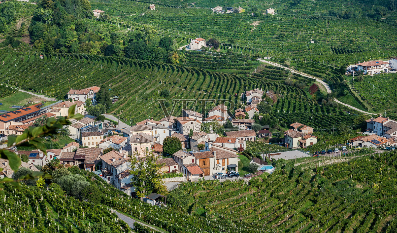 田园风光与瓦尔多比亚丁酒谷，以及绿色葡萄为普罗赛克葡萄酒。意大利的绿色露台照片摄影图片