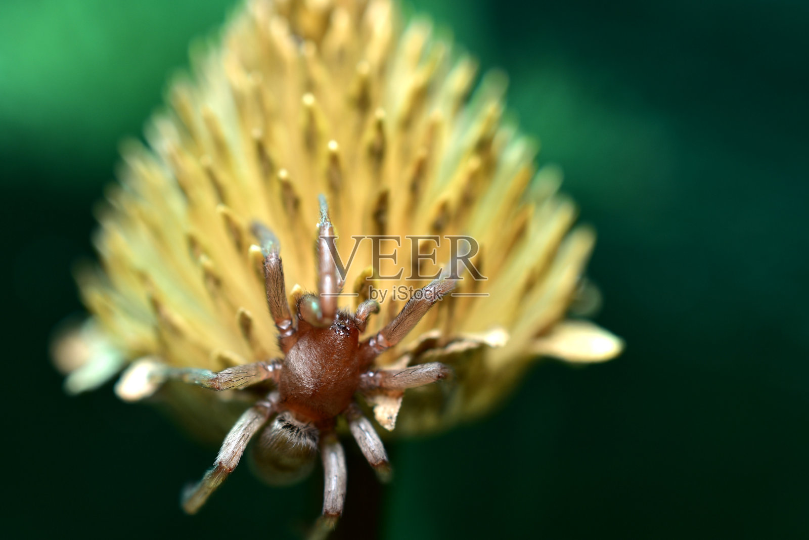 在绿色的背景下，一只蜘蛛坐在一朵干花上。照片摄影图片