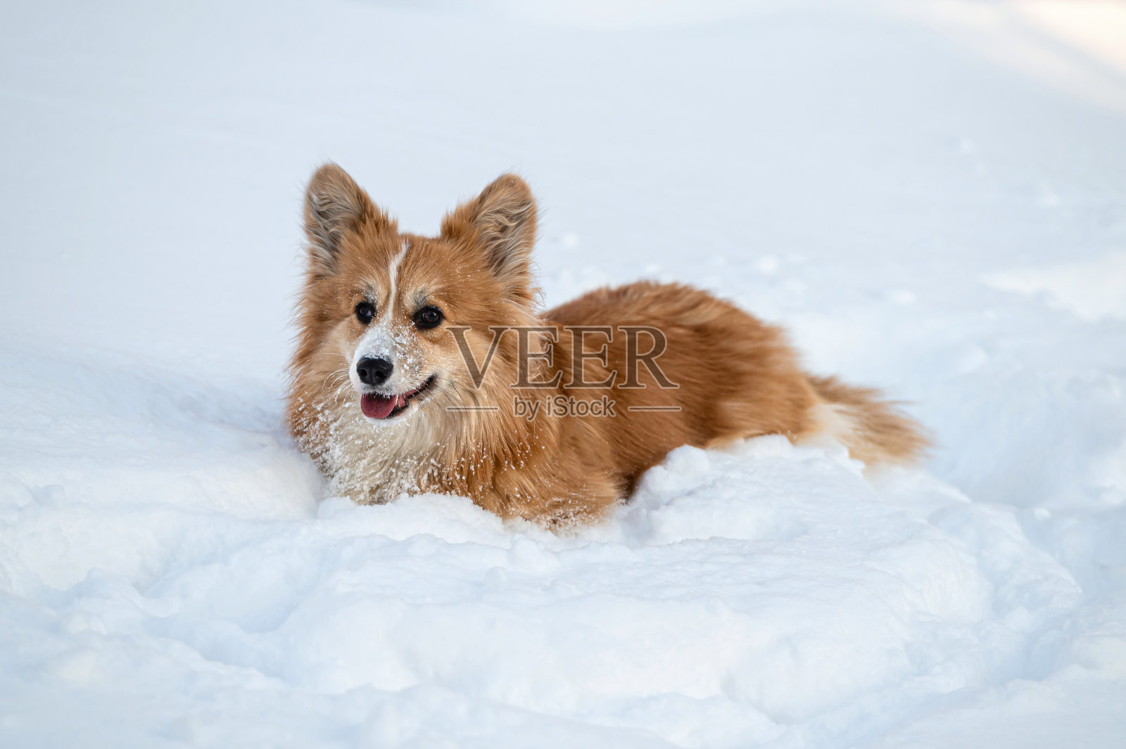 威尔士柯基犬彭布罗克在白雪中玩耍照片摄影图片