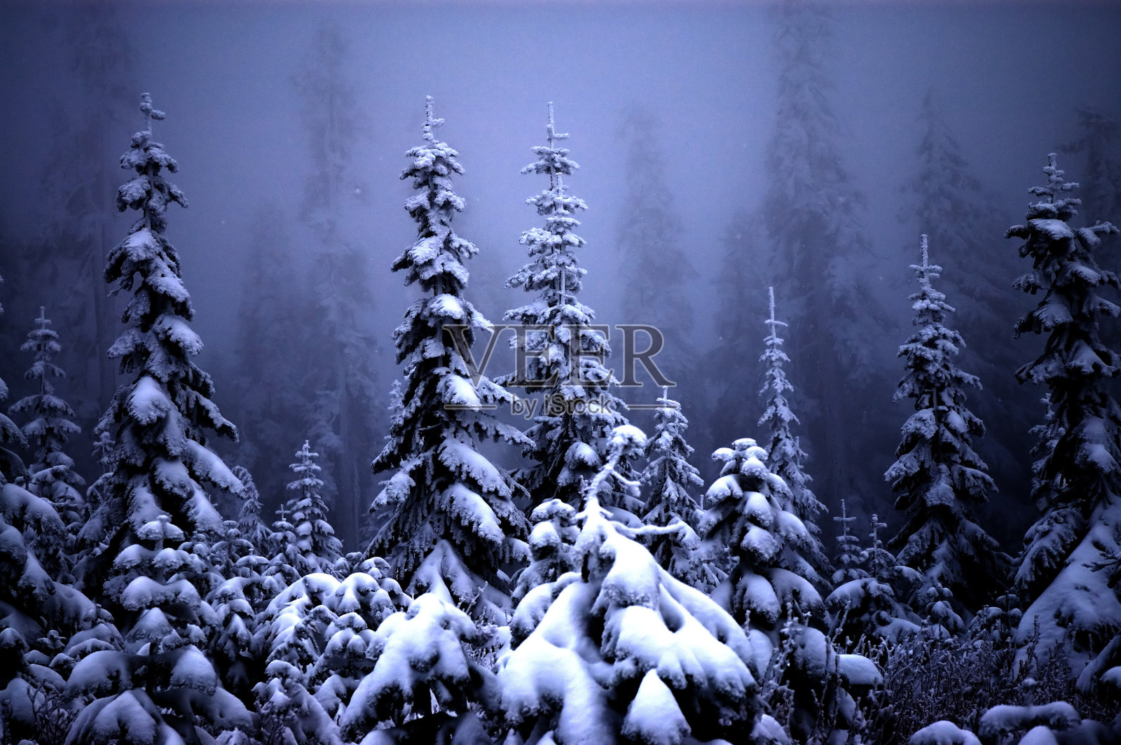 雾和雪覆盖森林中的松树照片摄影图片