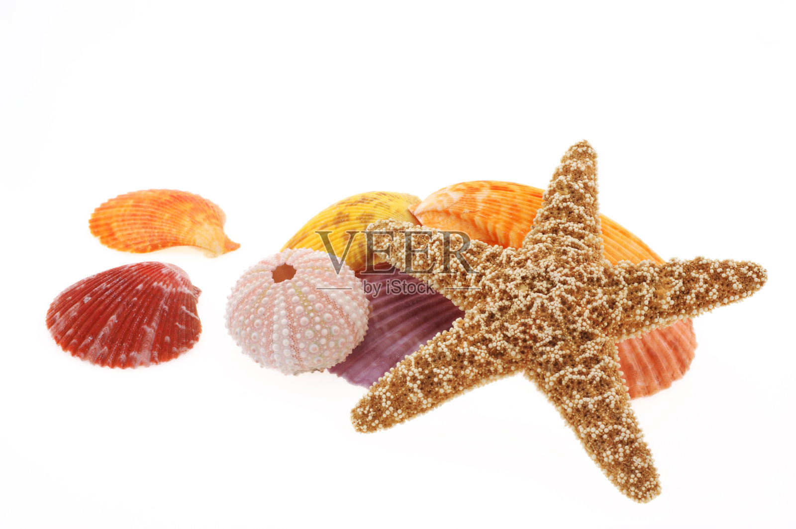 海星静物照片摄影图片