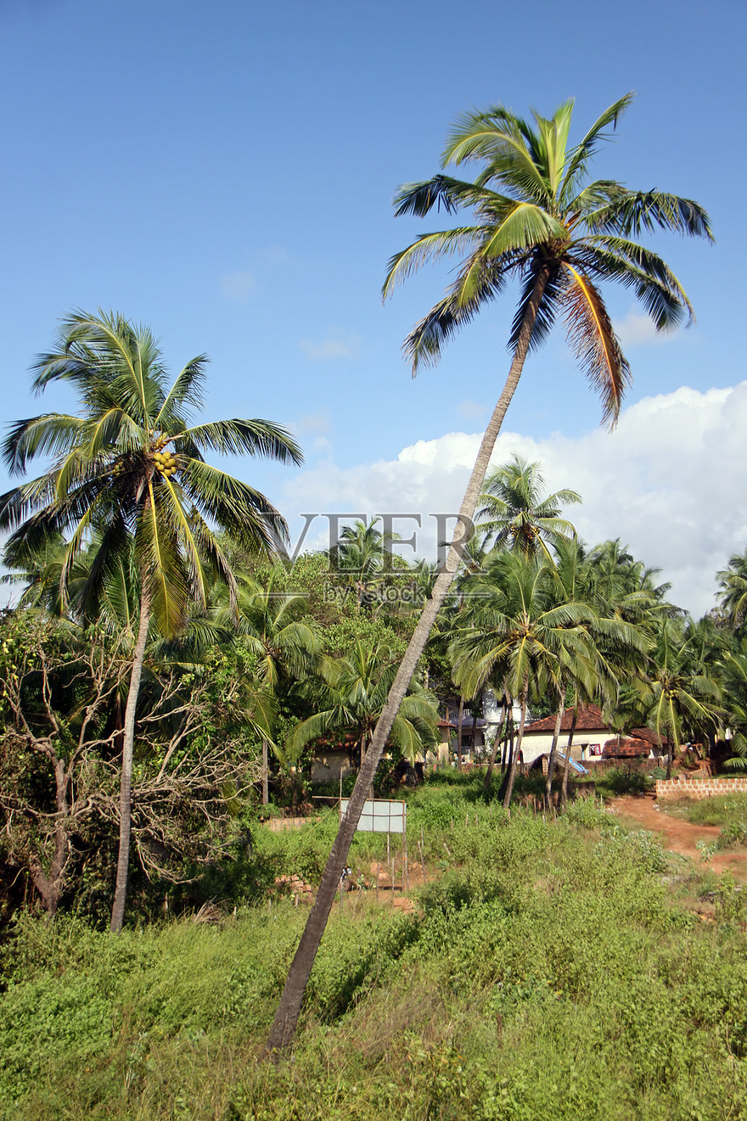 棕榈树照片摄影图片