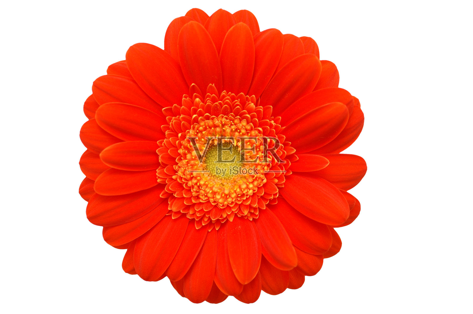 橙色嘉宝照片摄影图片