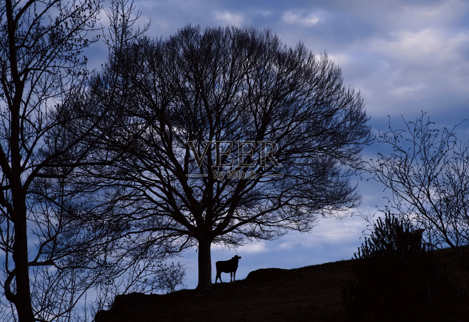 深蓝色的夜空和一棵大树照片摄影图片