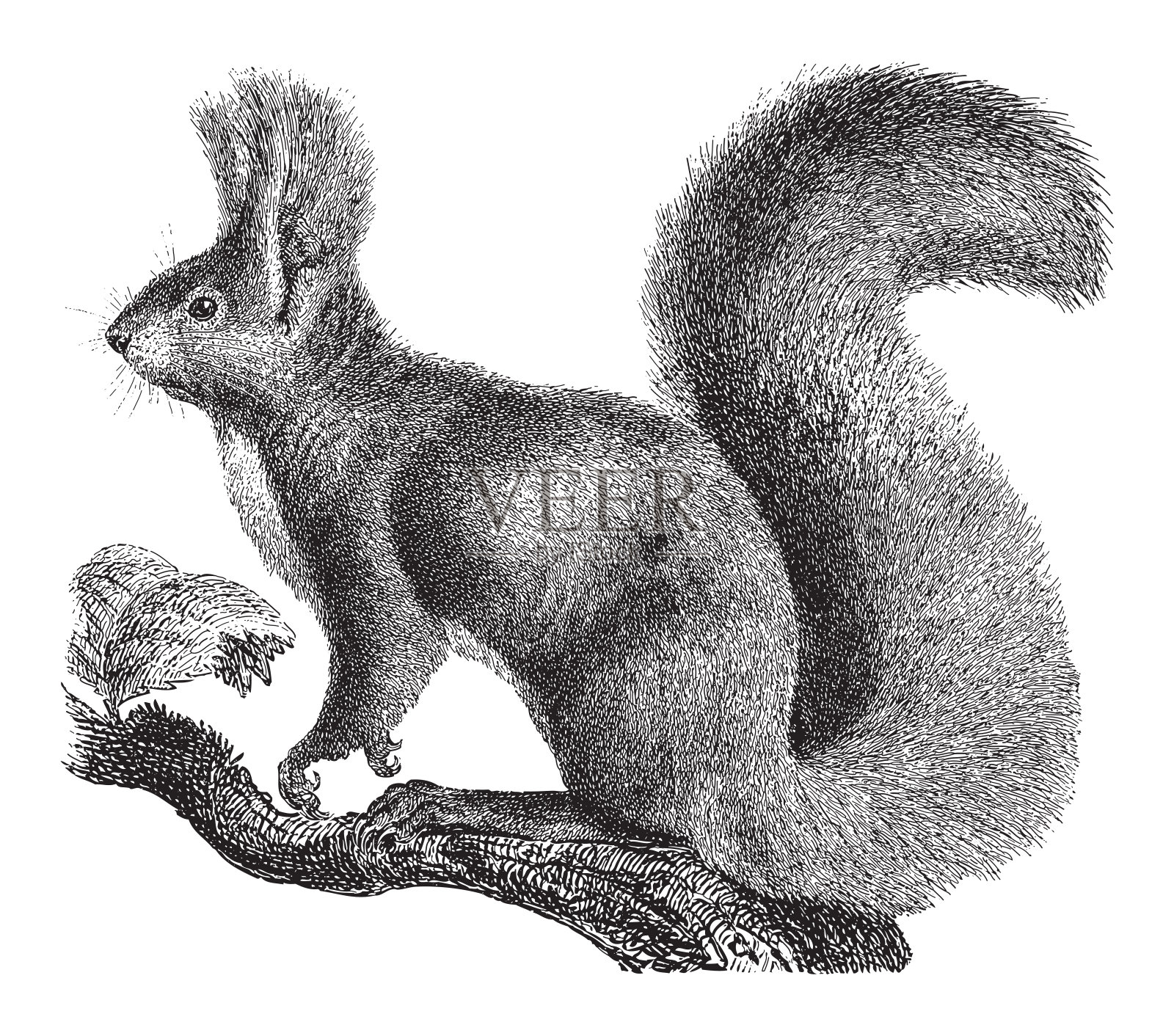 红松鼠(Sciurus vulgaris) -古董雕刻插图设计元素图片