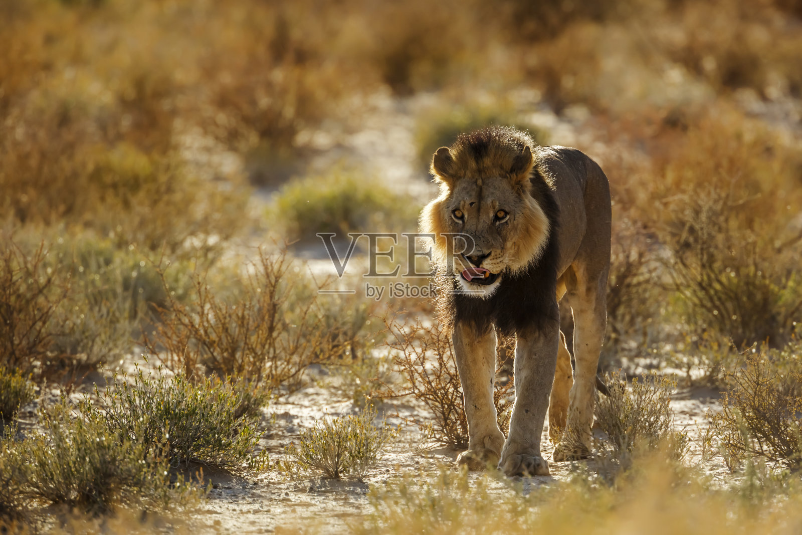 南非Kgalagadi跨境公园的非洲狮照片摄影图片