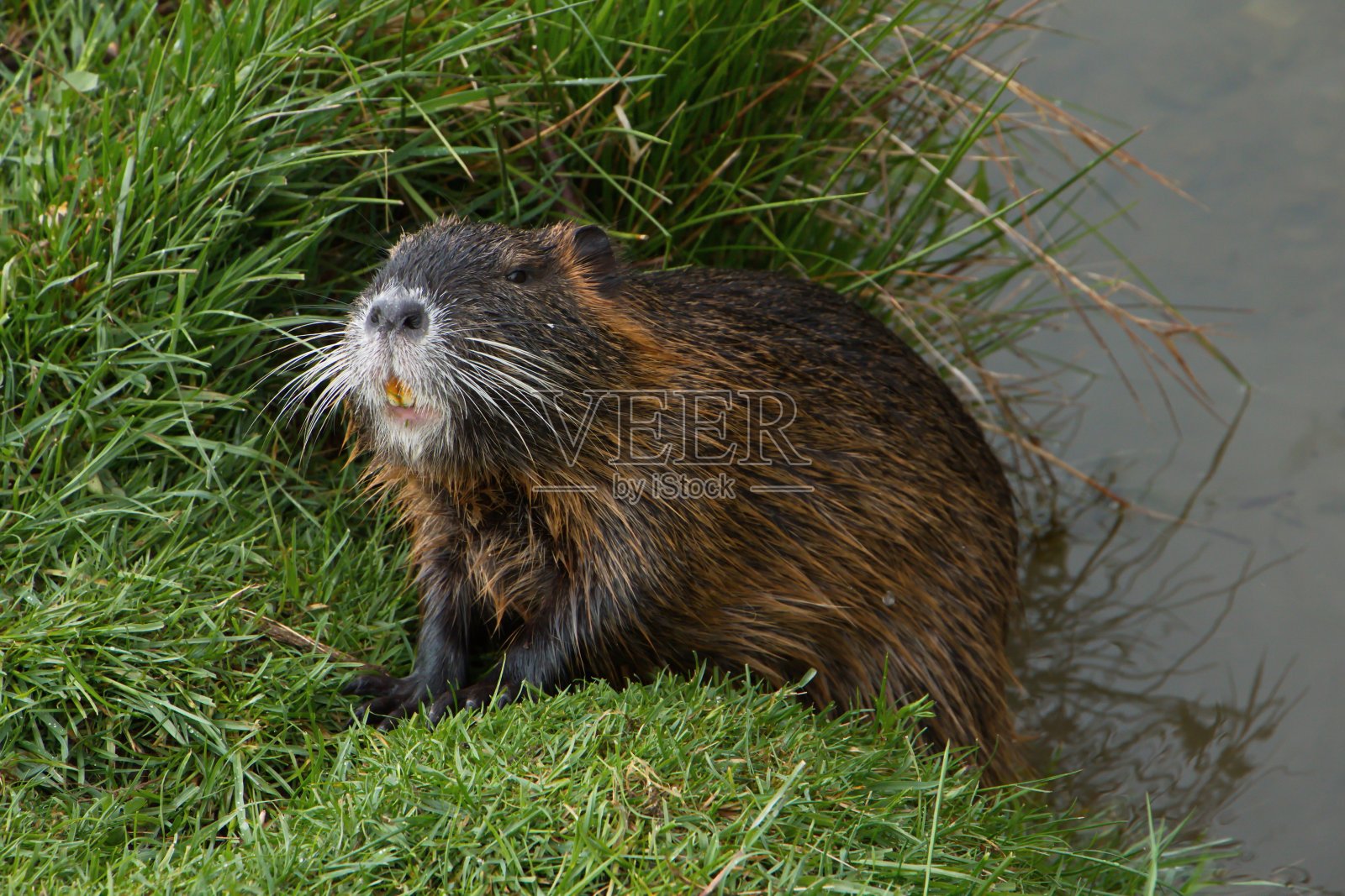 欧洲捷克共和国的一个池塘里的海狸鼠照片摄影图片