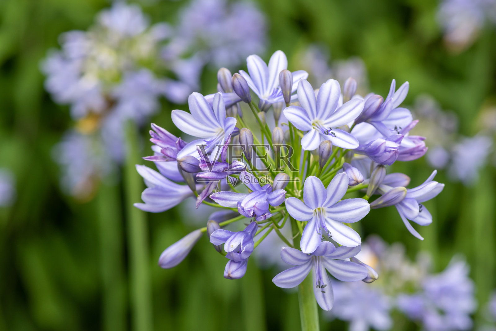 普通菖蒲(agapanthus praecox)的花照片摄影图片