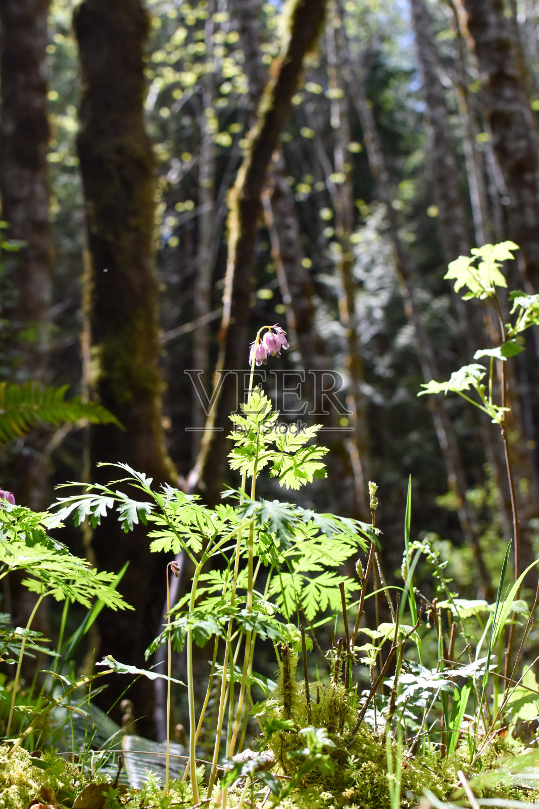 太平洋流血的心照片摄影图片