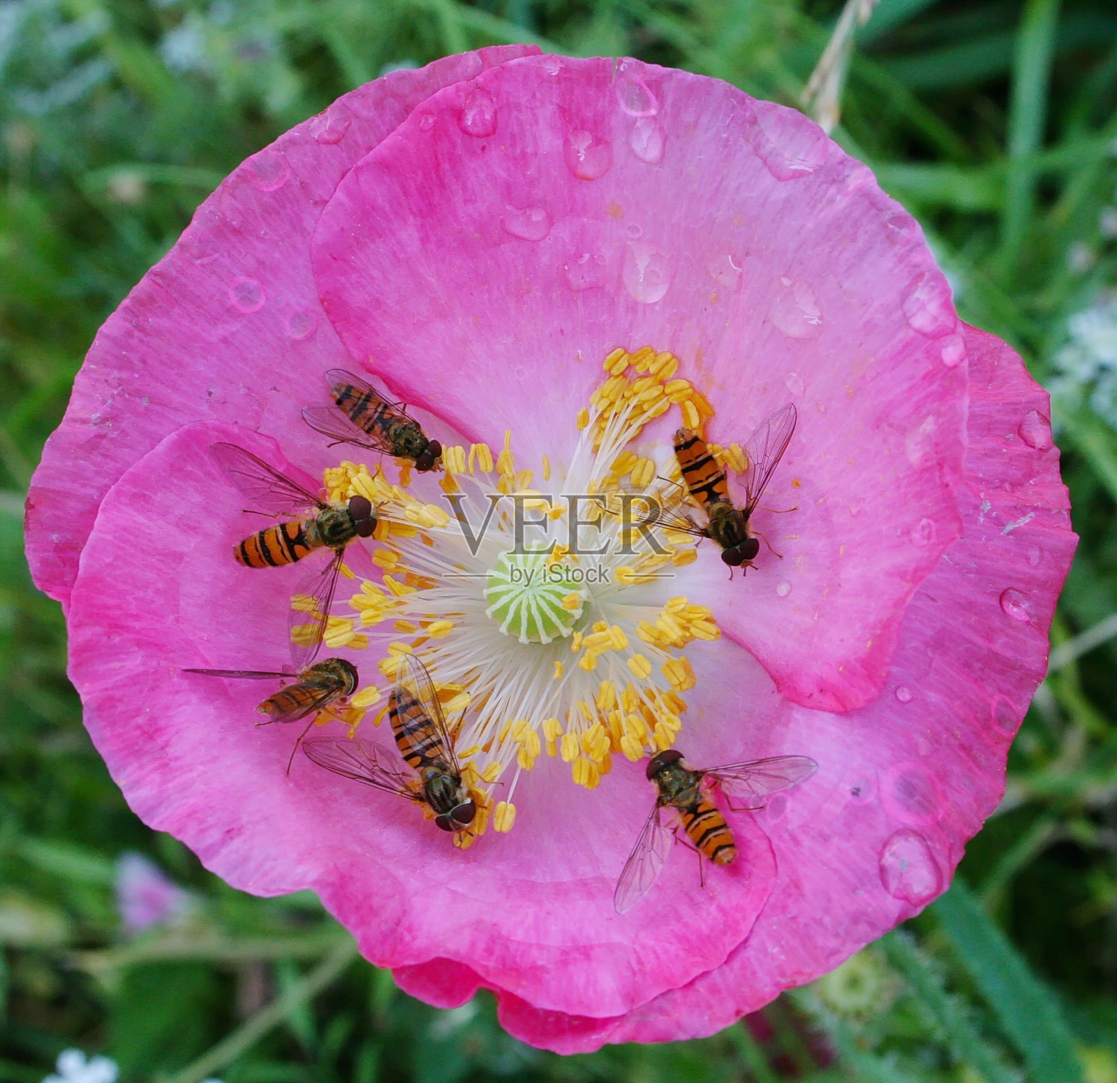 在欧洲奥地利的一个花园中，苍蝇在花上盘旋照片摄影图片