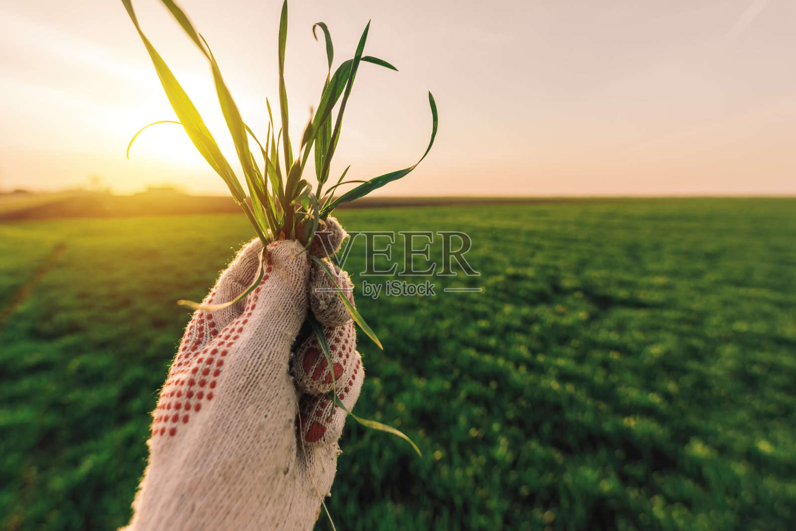 农民触摸田里的麦草作物照片摄影图片