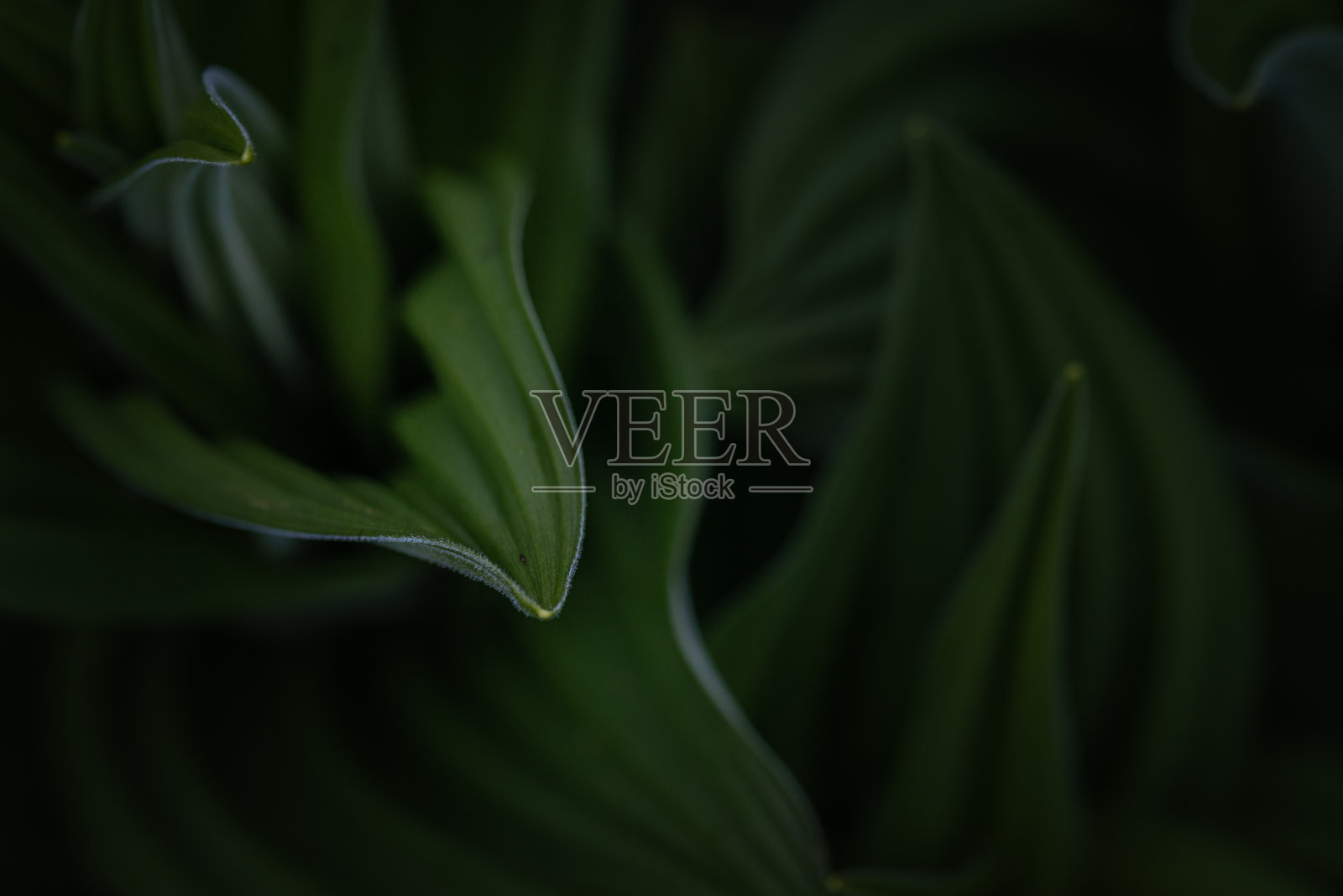 山花的叶子在傍晚的灯光下失去了焦点。照片摄影图片