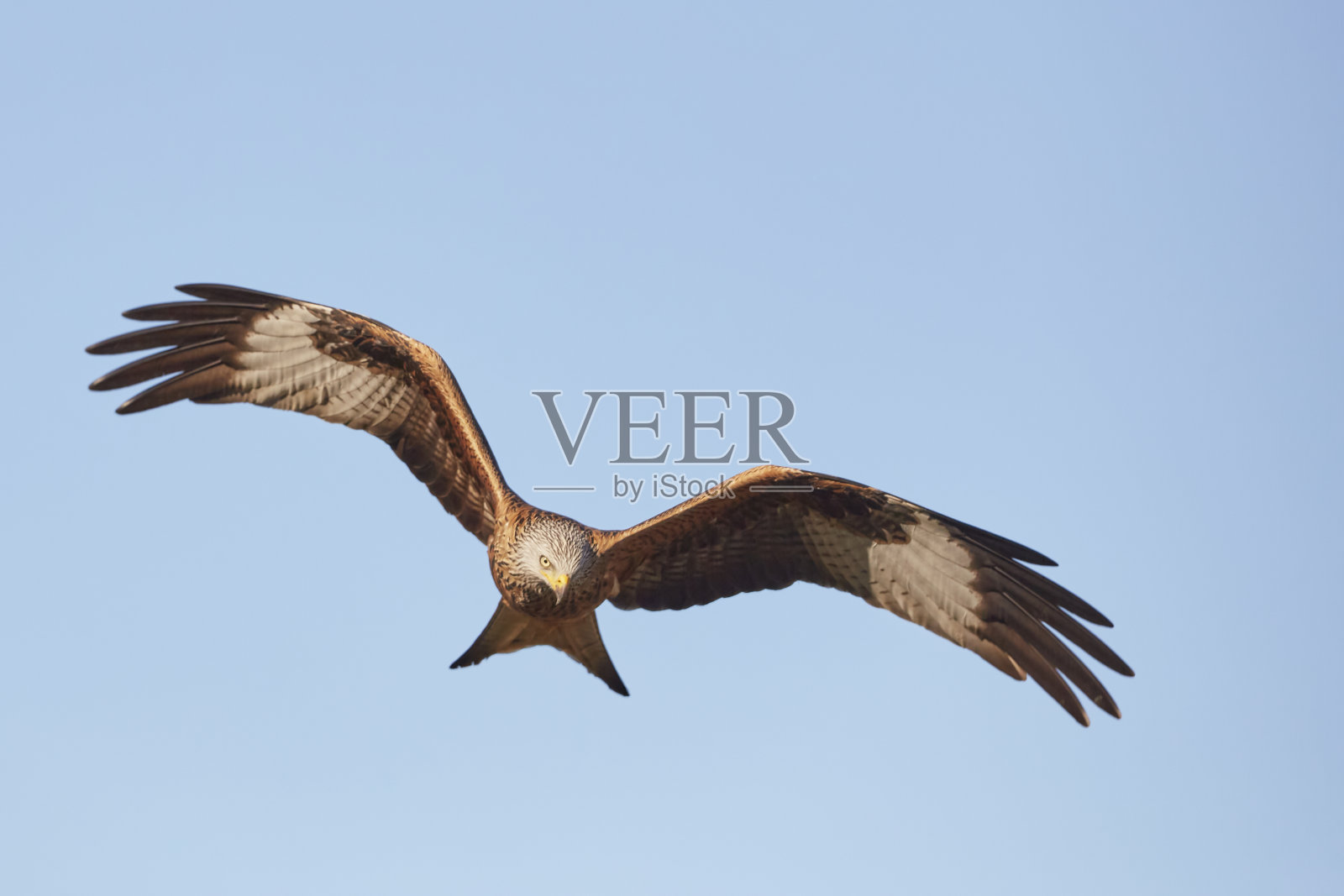 红色的风筝照片摄影图片