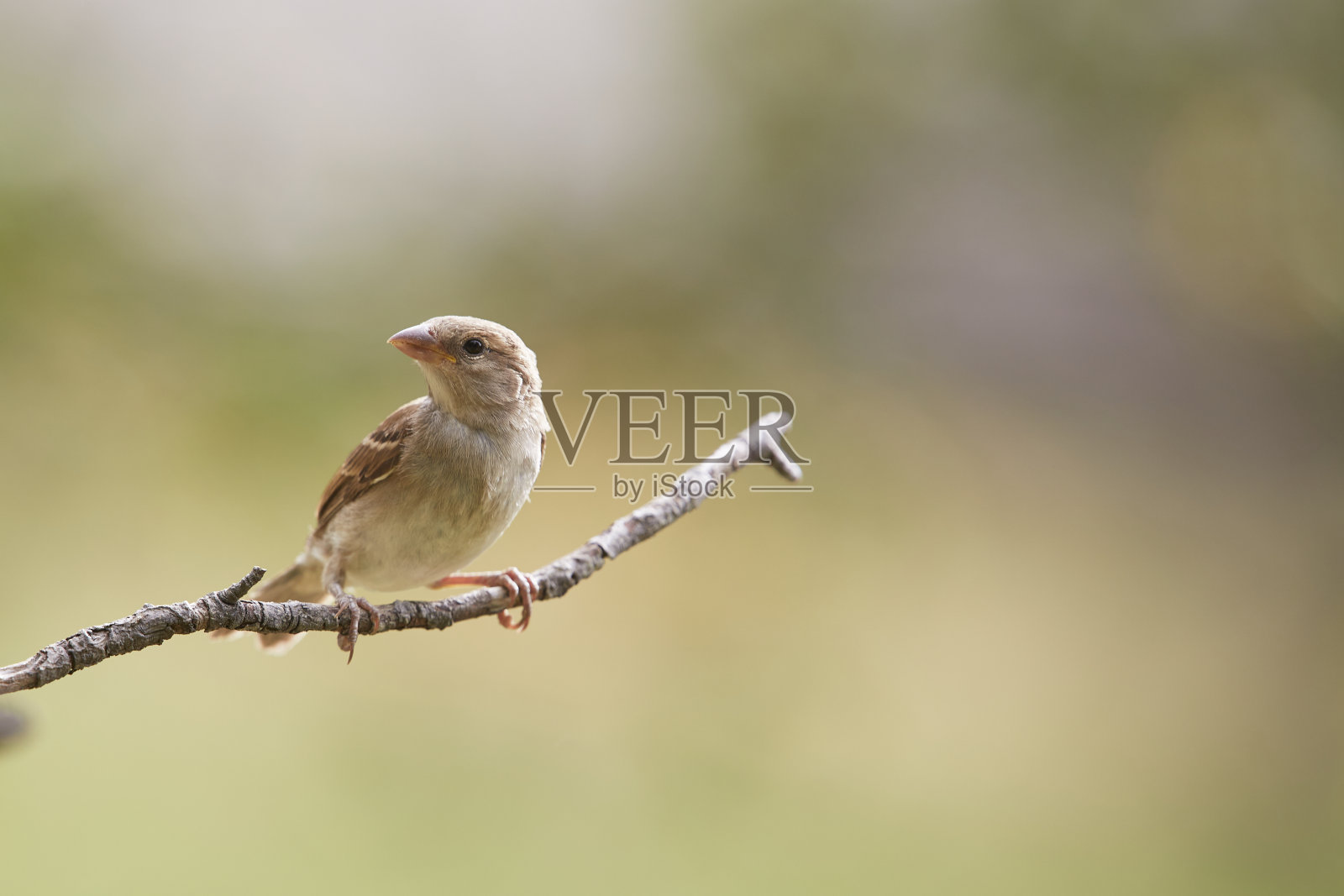 麻雀照片摄影图片