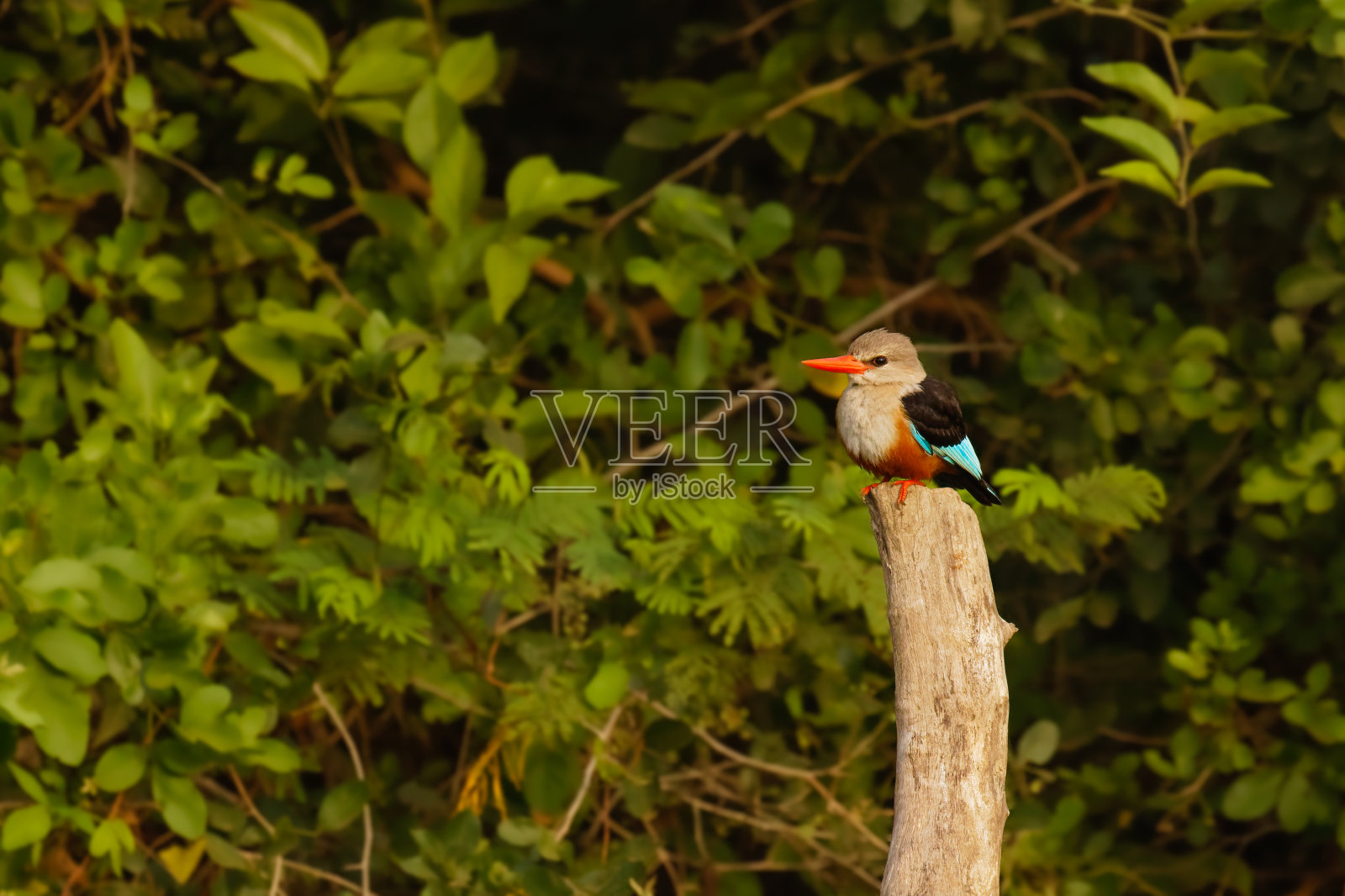 乌干达，站在柱子上的灰头翠鸟(银头翠鸟)。照片摄影图片