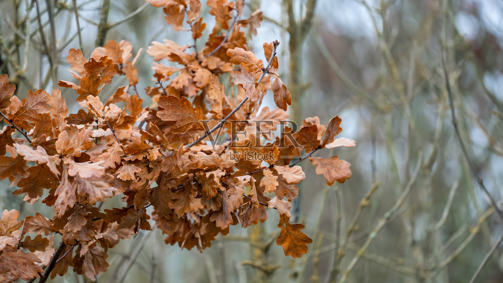 秋天的树叶在树上照片摄影图片
