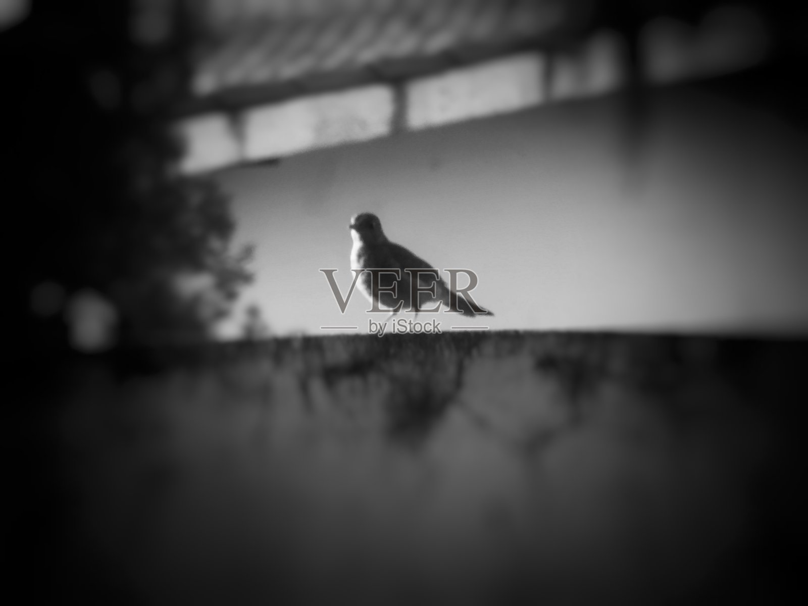 自然的鸟照片摄影图片